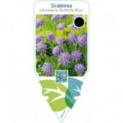 Scabiosa columbaria ‘Butterfly Blue’