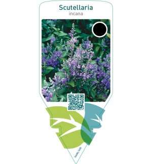 Scutellaria incana