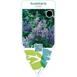 Scutellaria incana