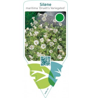 Silene uniflora ‘Druett’s Variegated’