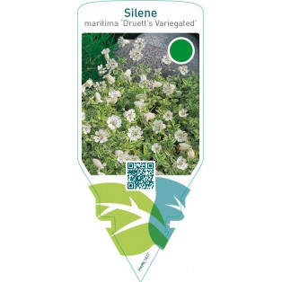 Silene uniflora ‘Druett’s Variegated’