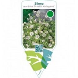 Silene uniflora ‘Druett’s Variegated’