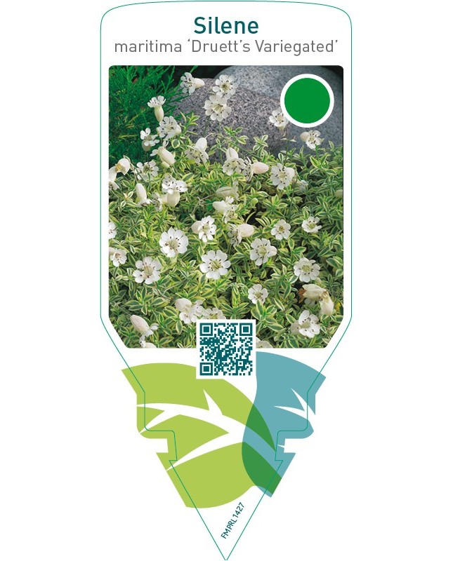 Silene uniflora ‘Druett’s Variegated’