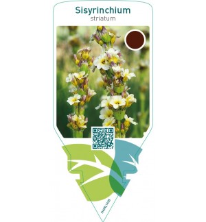 Sisyrinchium striatum