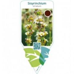 Sisyrinchium striatum