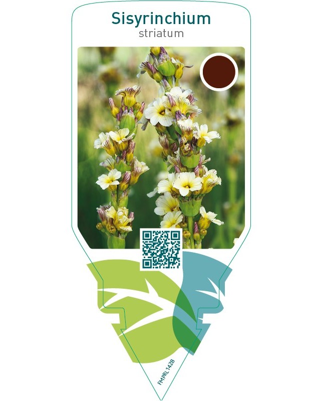 Sisyrinchium striatum