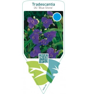 Tradescantia (A) ‘Blue Stone’