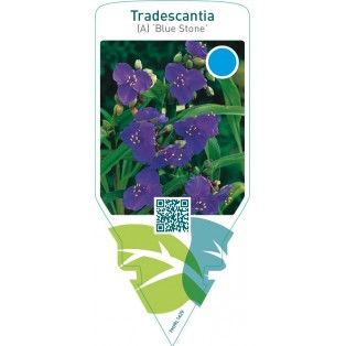 Tradescantia (A) ‘Blue Stone’