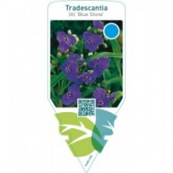 Tradescantia (A) ‘Blue Stone’