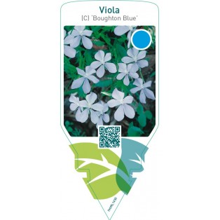 Viola (C) ‘Boughton Blue’