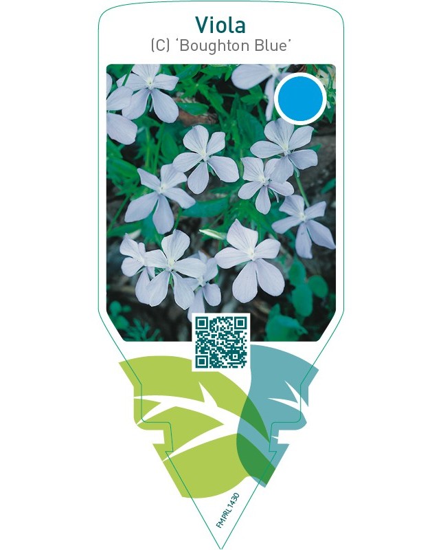 Viola (C) ‘Boughton Blue’