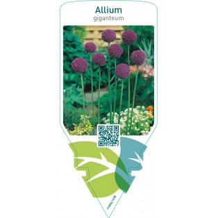 Allium giganteum