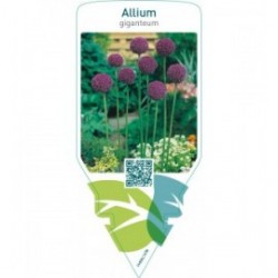 Allium giganteum