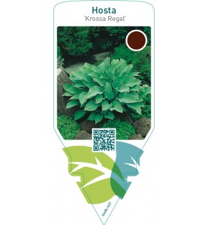 Hosta ‘Krossa Regal’