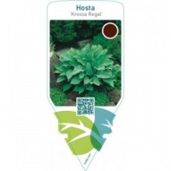 Hosta ‘Krossa Regal’