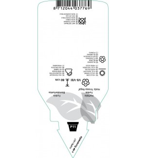 Etichette di Hosta ‘Krossa Regal’ *