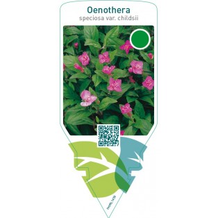 Oenothera speciosa childsii