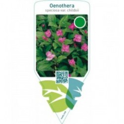 Oenothera speciosa childsii