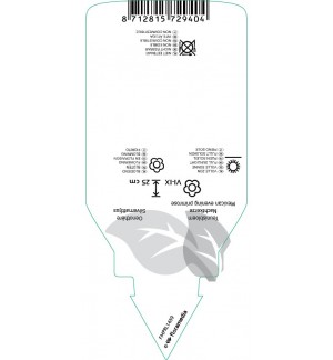 Etichette di Oenothera speciosa childsii *