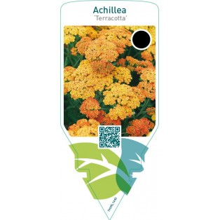 Achillea ‘Terracotta’