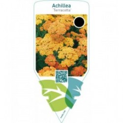 Achillea ‘Terracotta’