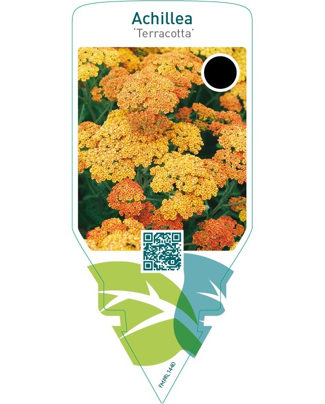 Achillea ‘Terracotta’