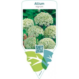 Allium nigrum