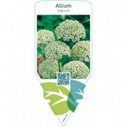 Allium nigrum