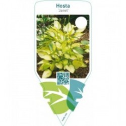 Hosta ‘Janet’