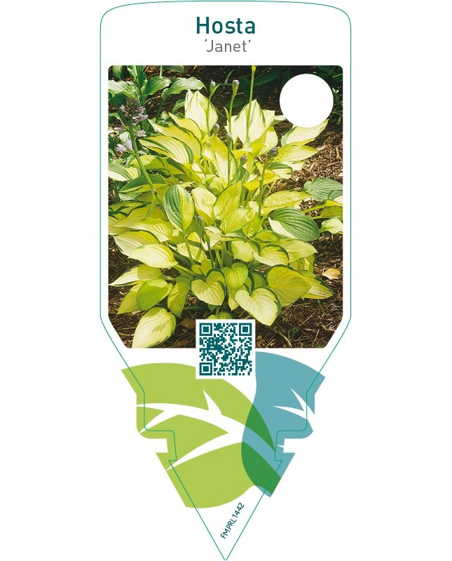 Hosta ‘Janet’