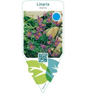 Linaria alpina