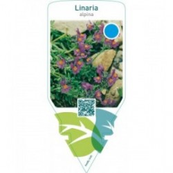 Linaria alpina