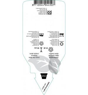 Etichette di Linaria alpina *