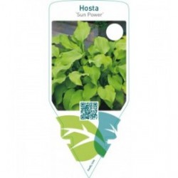 Hosta ‘Sun Power’