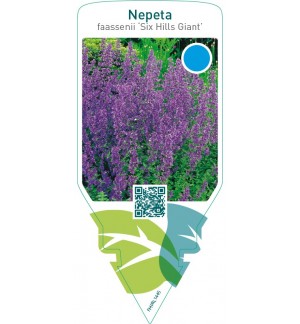 Nepeta faassenii ‘Six Hills Giant’