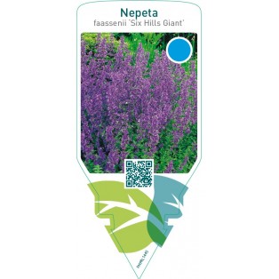 Nepeta faassenii ‘Six Hills Giant’