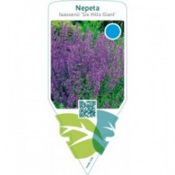 Nepeta faassenii ‘Six Hills Giant’