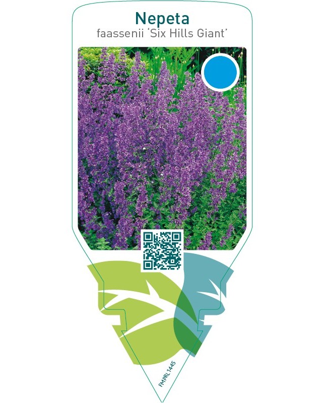 Nepeta faassenii ‘Six Hills Giant’