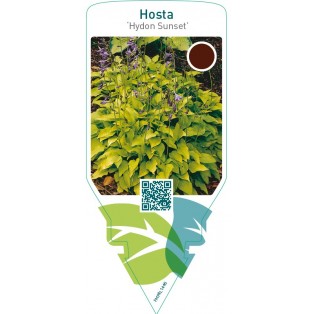 Hosta ‘Hydon Sunset’