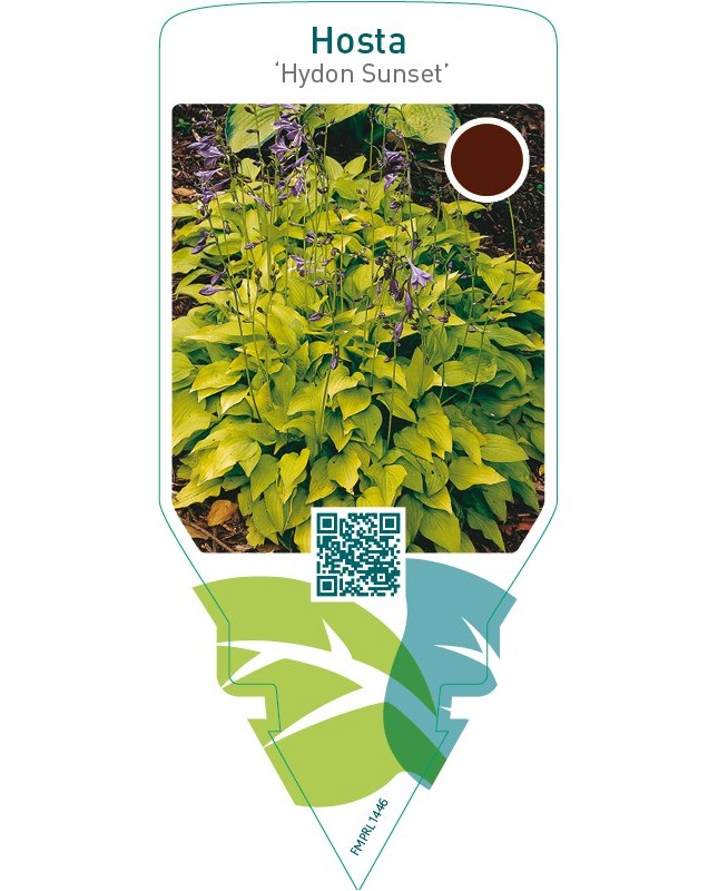 Hosta ‘Hydon Sunset’
