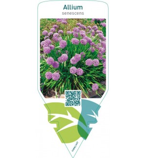 Allium senescens