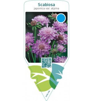 Scabiosa japonica var. alpina