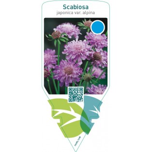 Scabiosa japonica var. alpina
