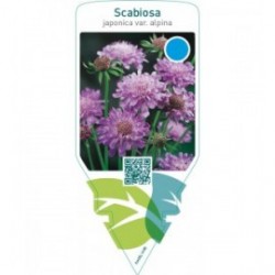 Scabiosa japonica var. alpina