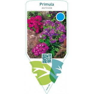 Primula auricula  mix