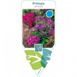 Primula auricula  mix