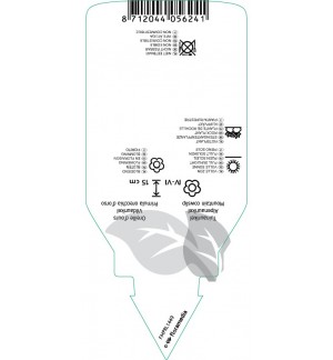 Etiquetas de Primula auricula  mix  *