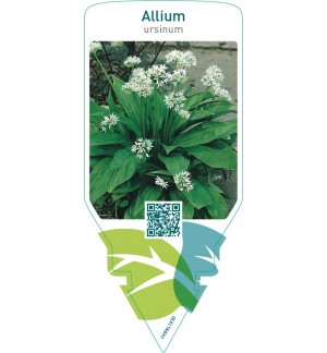 Allium ursinum