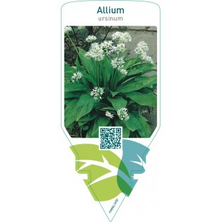 Allium ursinum