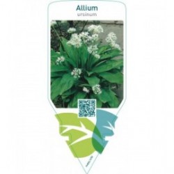 Allium ursinum